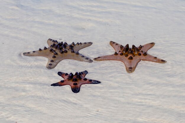 Starfish on sand beach in sea close up