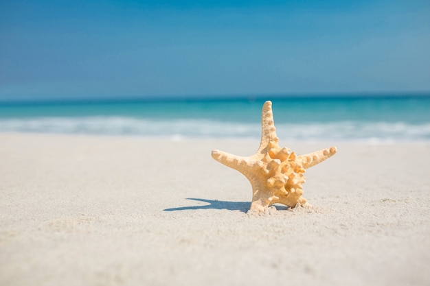 Starfish in the sand on the beach