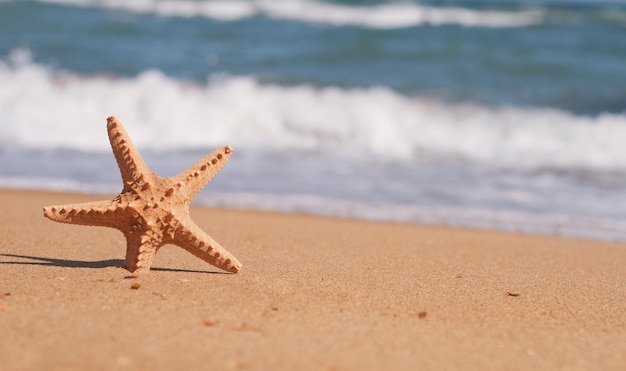 Starfish in sand on the beach