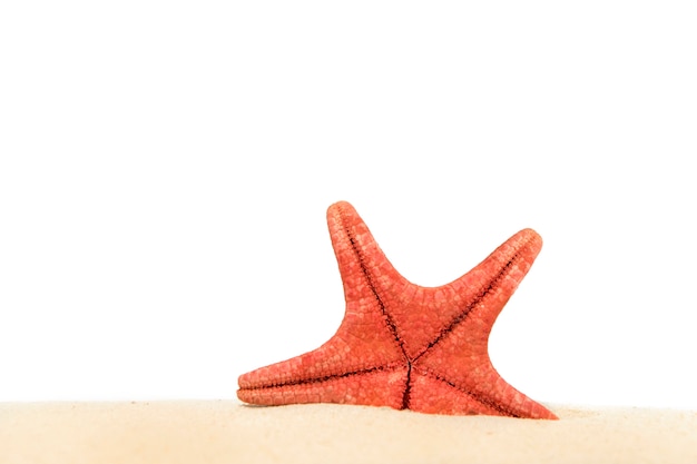 Starfish on the sand close up