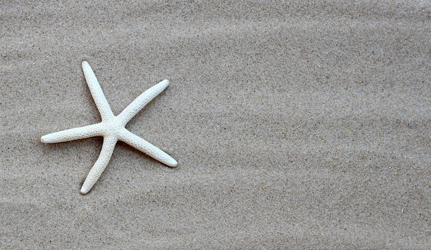 Starfish on sand. Summer background concept