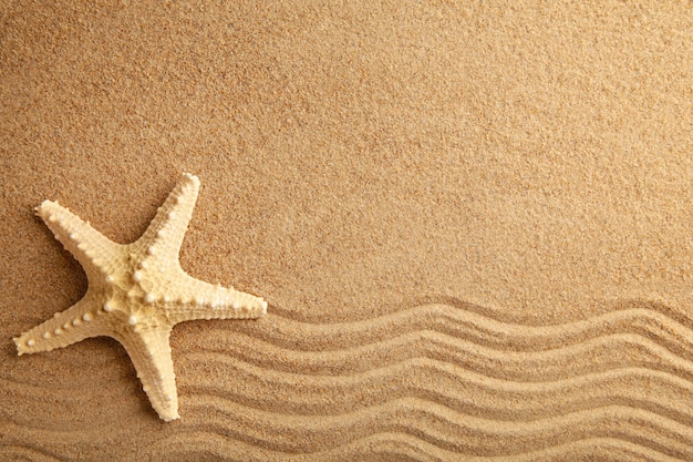 Photo starfish on the sand, summertime. top view