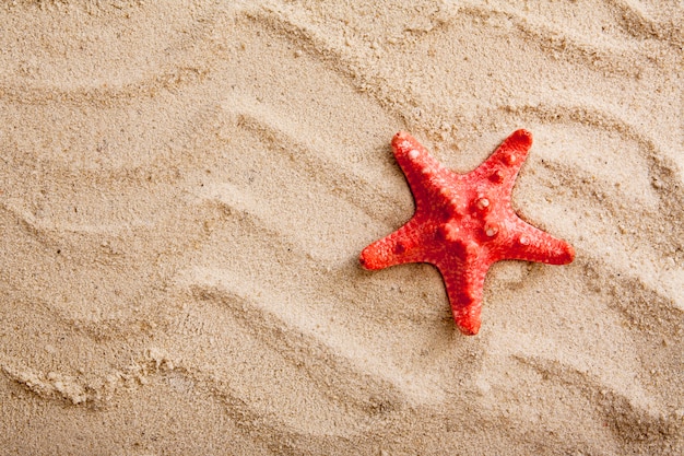 Starfish on the sand top view