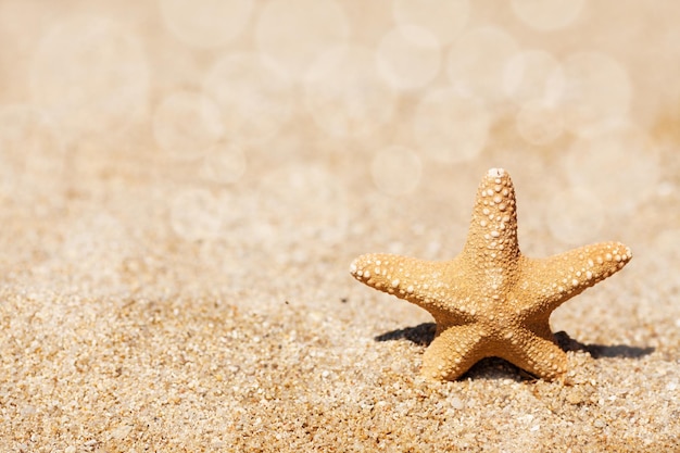 Starfish on Sand