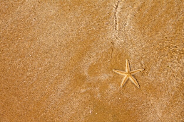 Starfish on a sandy beach