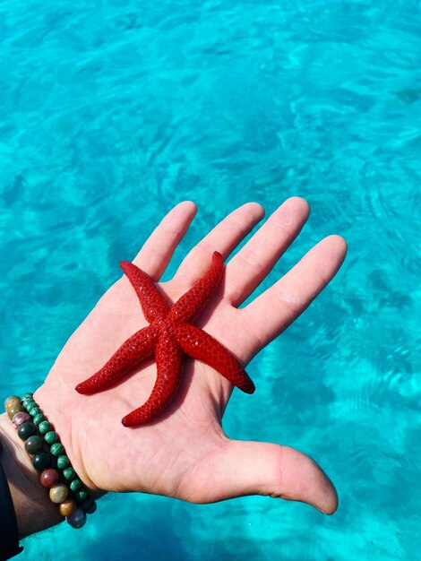 Photo starfish in sea