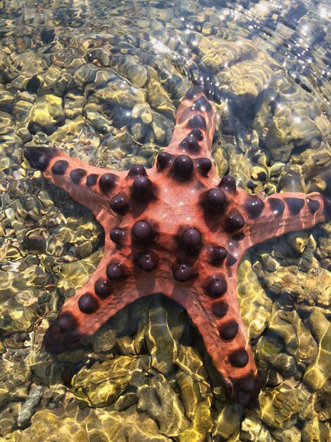 Foto stella di mare in mare