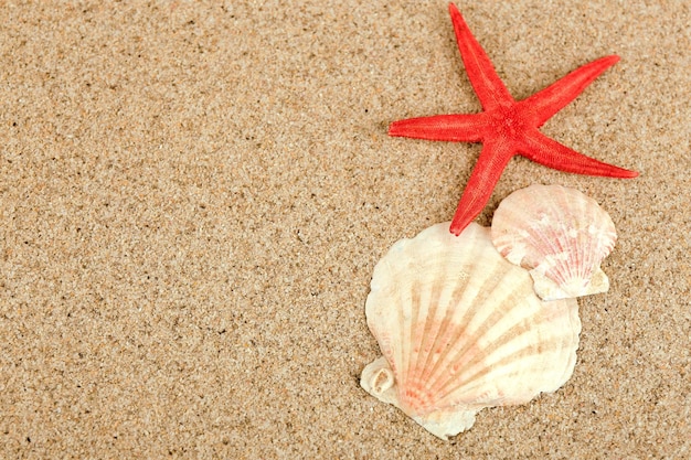 Морская звезда и ракушка на фоне песка