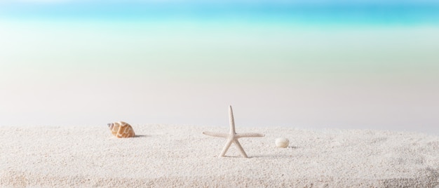 Морская звезда и морская ракушка на солнечном пляже