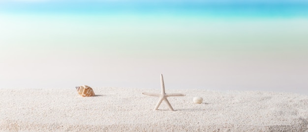 Starfish and seashell on sunny beach