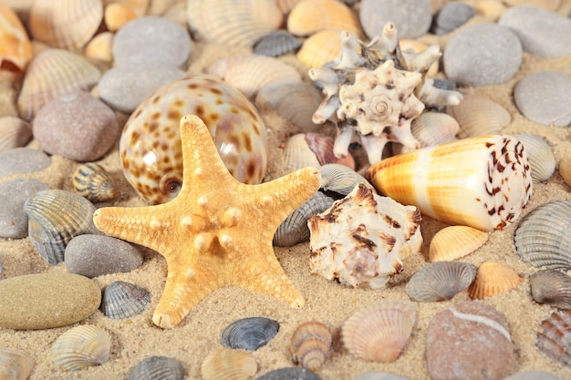 Starfish, seashells and pebbles close-up