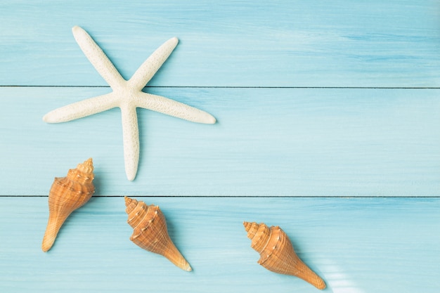 Starfish and shells on a blue background,top view