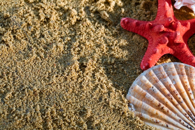 Starfish and shells lie on the sea beach on a sunny summer day