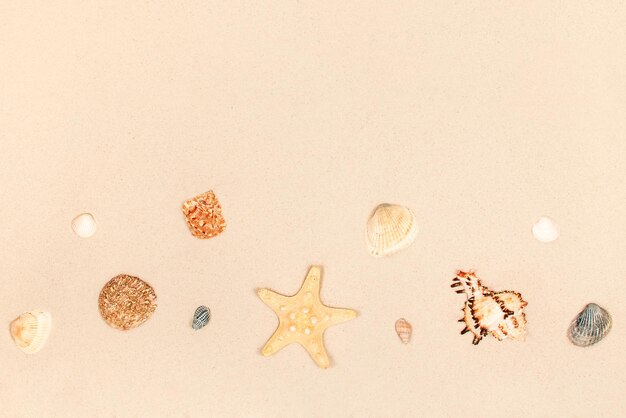 Морские звезды и ракушки на песке в качестве фона Copyspace Летний пляж