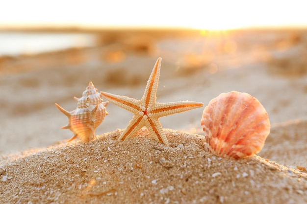 Starfish and shells on sea coast sand close up view