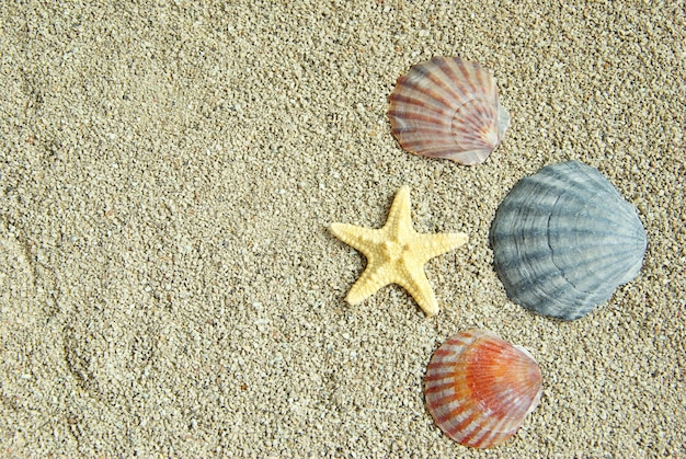 Starfish and shells