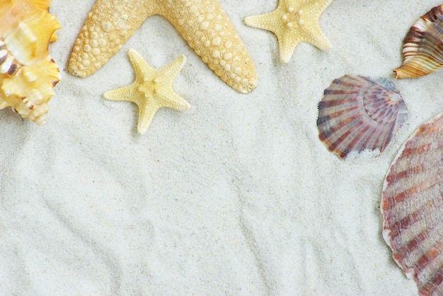 Photo starfish and shells