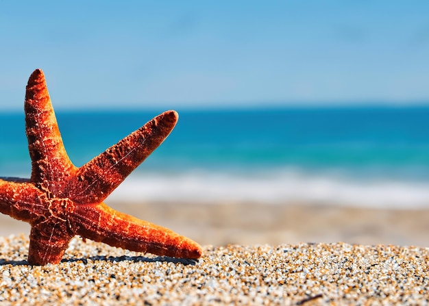 Starfish on summer sunny beach at ocean background