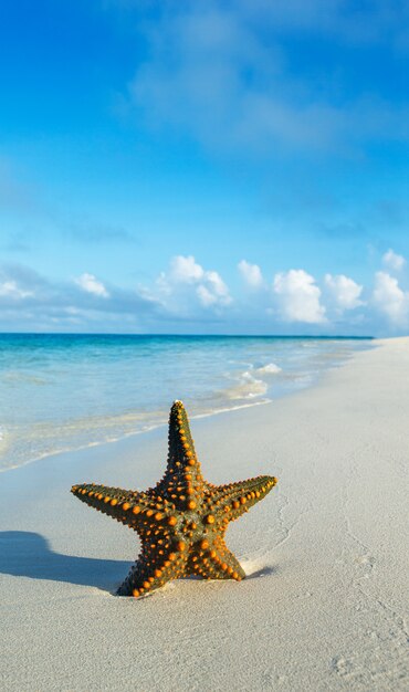 Морская звезда на тропическом пляже
