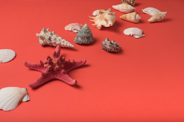 Starfish and variety of seashells