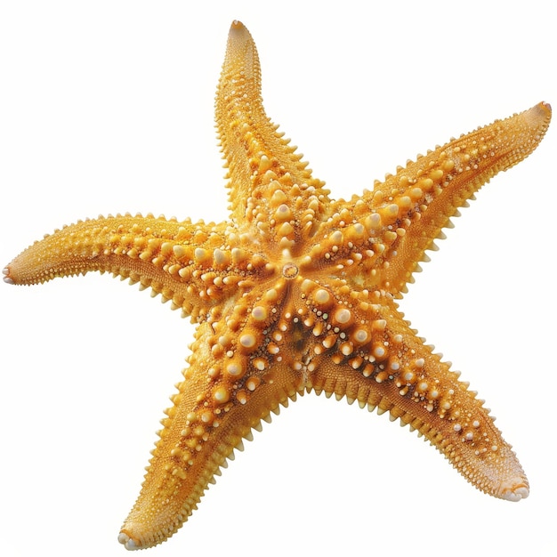 Photo a starfish on a white background