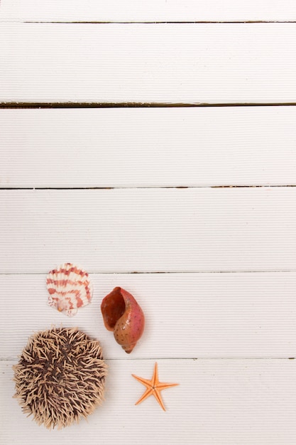 Starfish on white wood