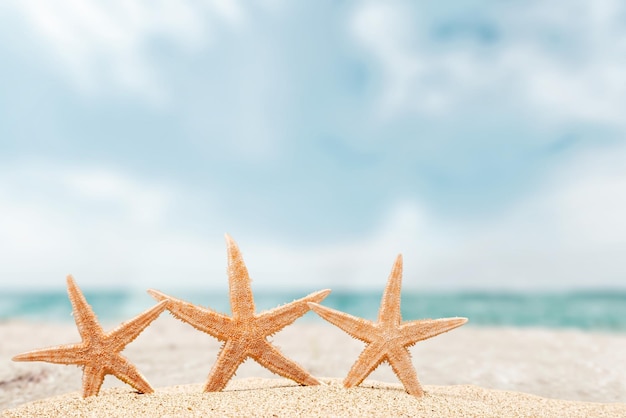 морская звезда с океаном, пляжем и морским пейзажем, мелкая глубина резкости