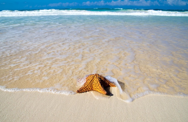 Starfish with ocean beach and seascape