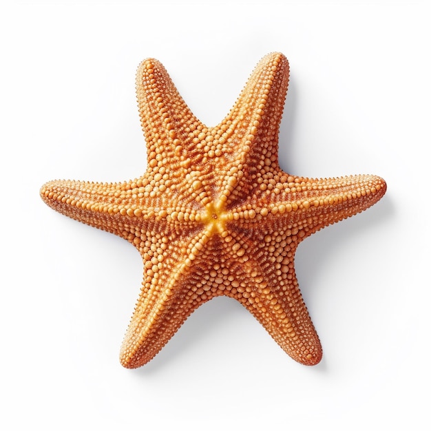 a starfish with an orange starfish on a white background.