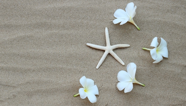 Starfish with plumeria flowers on sand. Summer background concept