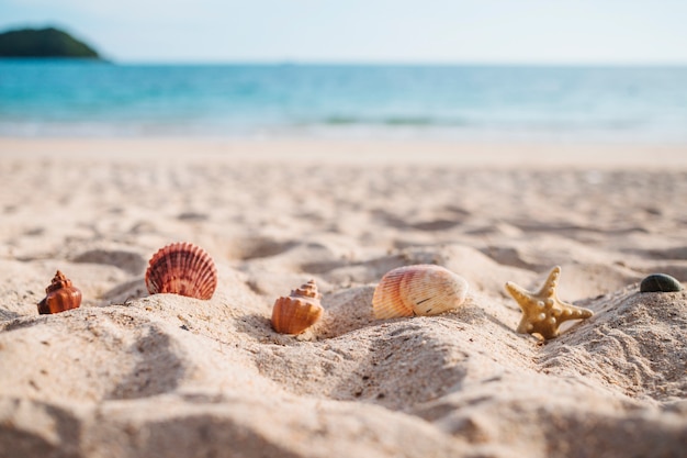 写真 砂の海の殻を持つヒトデ