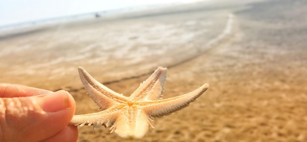 Starfish with seabeach image