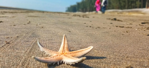 海浜の画像とヒトデ