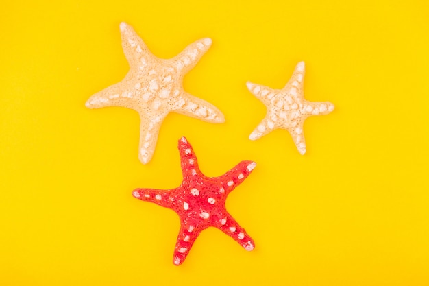 Starfish on the yellow background.