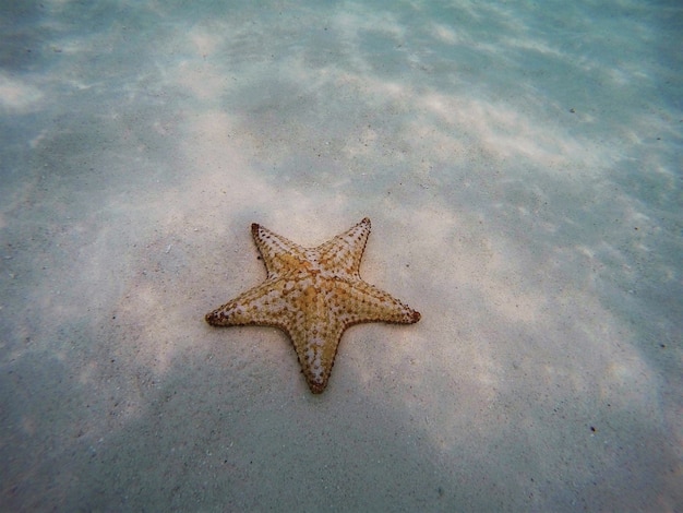 Photo starfish