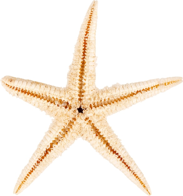 Starfish