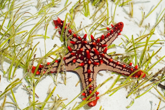 Photo starfish