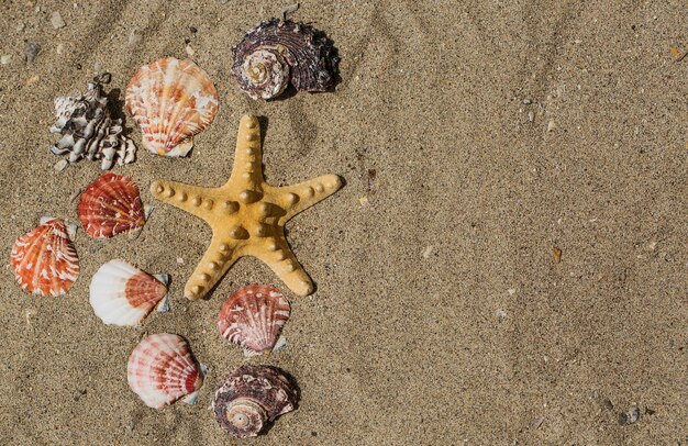 Starfishes, pearls, and amazing seashells close up