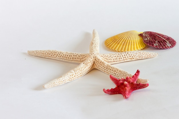 Starfishes and seashells on white background