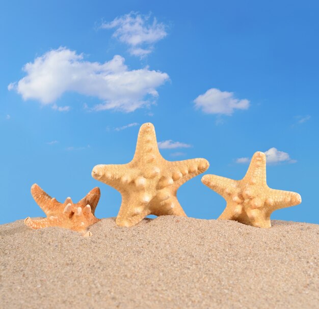 Морские звезды на песке пляжа против голубого неба
