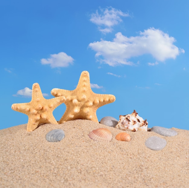 Starfishs and seashells on a beach sand against the blue sky