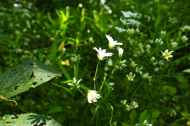 Starflower Stellaria is a genus of flowering plants in the Carnation family. Wood louse plant
