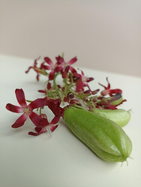 Foto un fiore di carambola che si trova su un tavolo