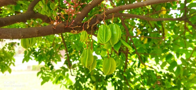 Foto carambola o frutto di kamranga in un albero. è una buona fonte di potassio, rame e anche