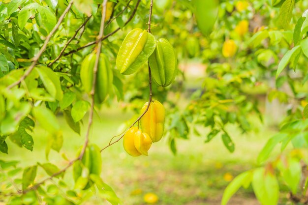 Starfruit op boom carambola fruta estrella carambola