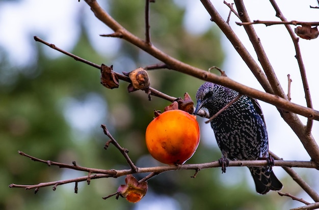 starling eating fruit on a tree