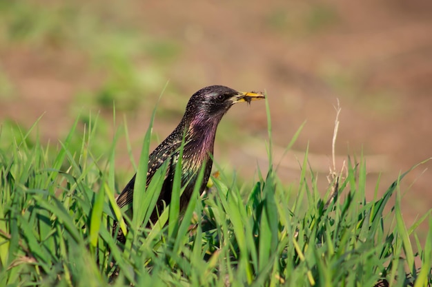 くちばしに昆虫がいる草の中のムクドリ 野生で餌を探す鳥