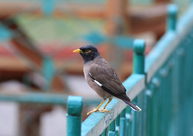 starling sitting on the fence