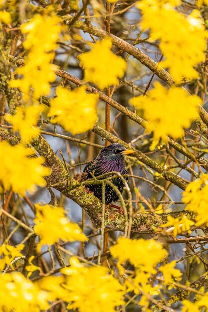 Starling in yellow