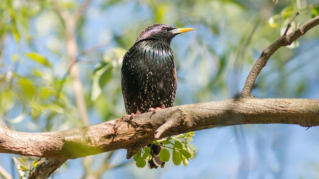 Foto starling zit op een boomtak in het voorjaar